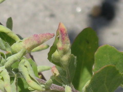 Angiospermae