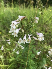 Penstemon laevigatus