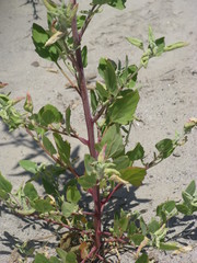 Angiospermae
