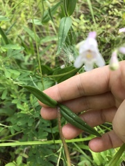 Penstemon laevigatus