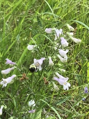 Penstemon laevigatus