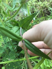 Penstemon laevigatus