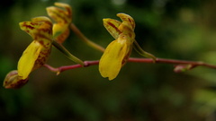 Leochilus labiatus