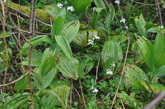 Cardamine angulata