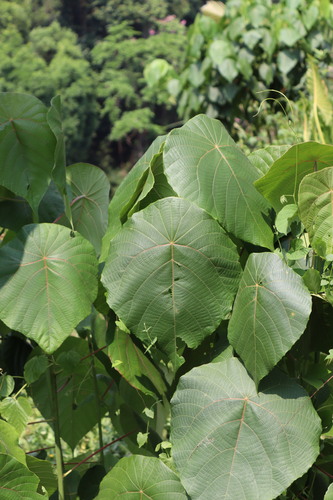Image of Macaranga peltata by (c) Vikas D Prasad, some rights reserved (CC BY-SA)