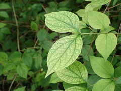 Philadelphus coronarius