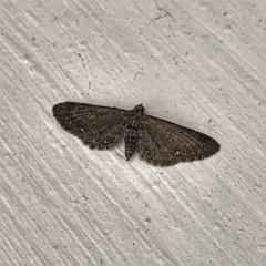 Eupithecia vulgata