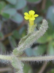 Angiospermae