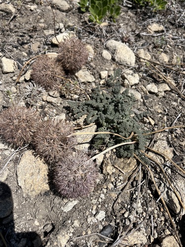 Image of Oreonana purpurascens by (c) T. J. Samojedny, some rights reserved (CC BY)