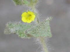 Angiospermae