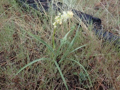 Toxicoscordion venenosum