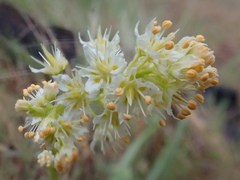 Toxicoscordion venenosum