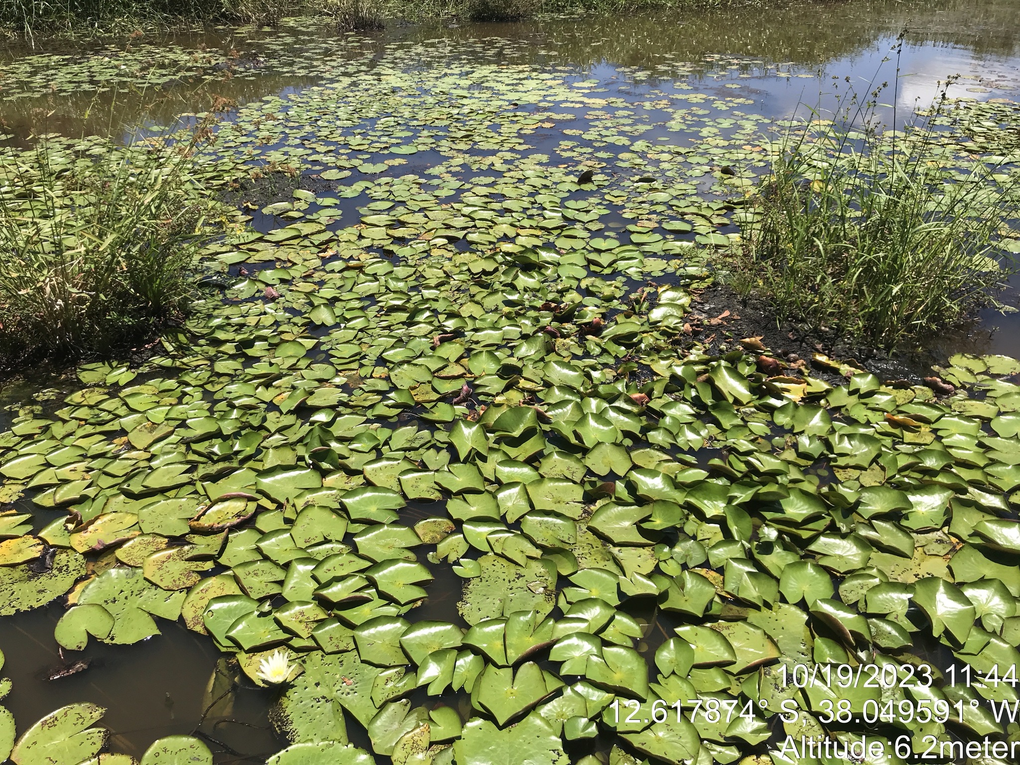 Amazon Waterlily (Nymphaea amazonum)