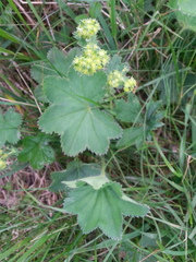 Alchemilla