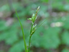 Carex communis