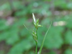 Carex communis