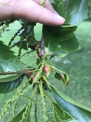 Dryocosmus kuriphilus