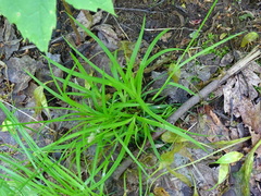 Carex communis