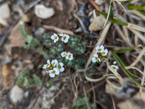 White Arctic Whitlow-grass (Draba fladnizensis)