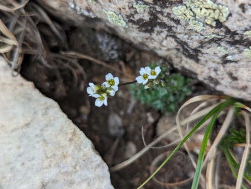 Image of White Arctic Whitlow-Grass (Draba fladnizensis) by (c) My-Lan Le, some rights reserved (CC BY)