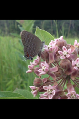 Satyrium liparops