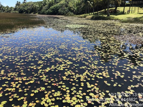 Image of Nymphaea amazonum by (c) vitordematos12, some rights reserved (CC BY-SA)