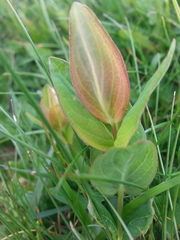 Hypericum richeri