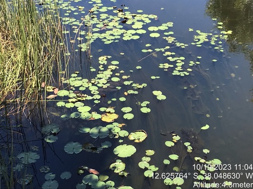 Image of Nymphaea amazonum by (c) vitordematos12, some rights reserved (CC BY-SA)