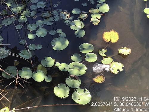 Image of Nymphaea amazonum by (c) vitordematos12, some rights reserved (CC BY-SA)