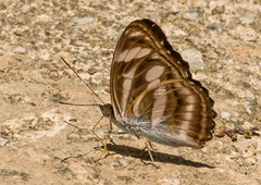 Athyma nefte subrata