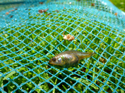 Darkedged splitfin (Girardinichthys multiradiatus) — Goodeidae — 5