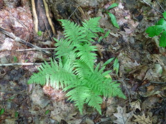 Athyrium
