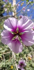 Malva subovata bicolor