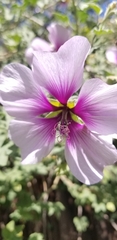 Malva subovata bicolor