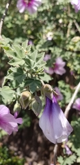 Malva subovata bicolor
