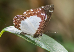 Stiboges nymphidia