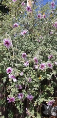 Malva subovata bicolor
