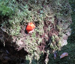 Aurantiporus pulcherrimus
