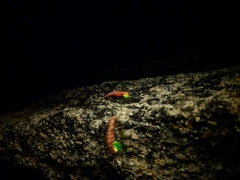 Microphotus angustus