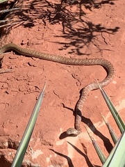 Masticophis flagellum