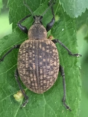 Otiorhynchus armadillo