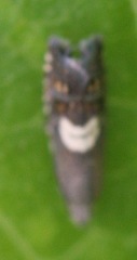 Grapholita fana