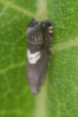 Grapholita fana