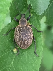 Otiorhynchus armadillo