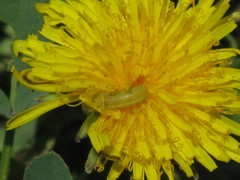 Insecta