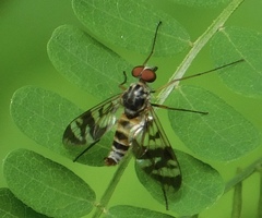 Suragina concinna