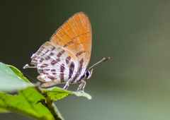 Drupadia ravindra moorei