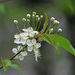 Fire Cherry - Photo (c) Charlotte Bill, some rights reserved (CC BY-NC), uploaded by Charlotte Bill