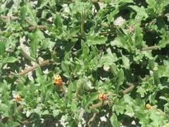 Angiospermae