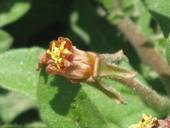 Angiospermae